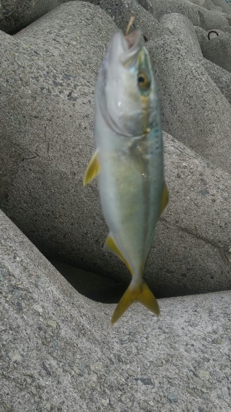 久しぶり…の青物