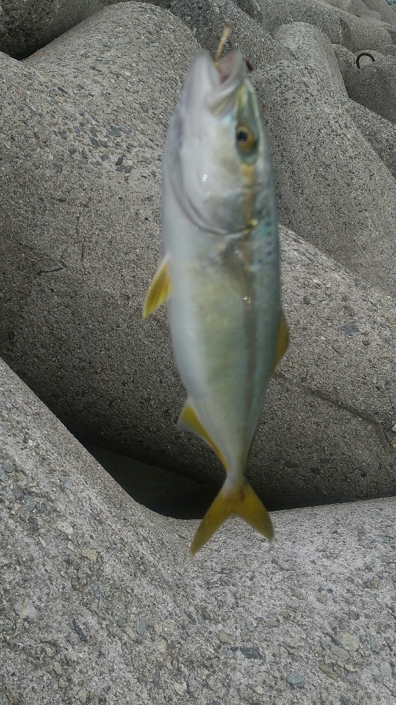 久しぶり…の青物