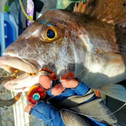 松山沖鯛ラバ🐟REDBACKで型狙い💥