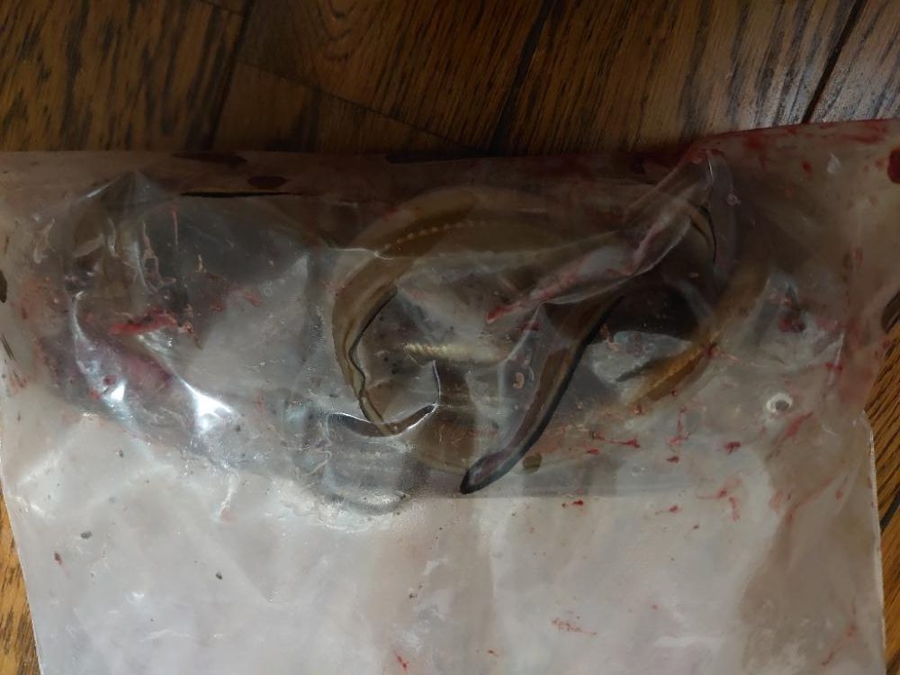 先週のリベンジ