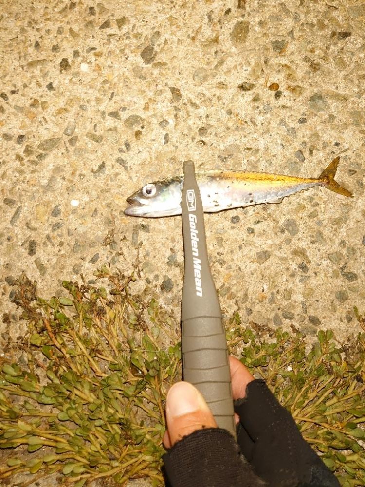 ショアジギとライトゲーム