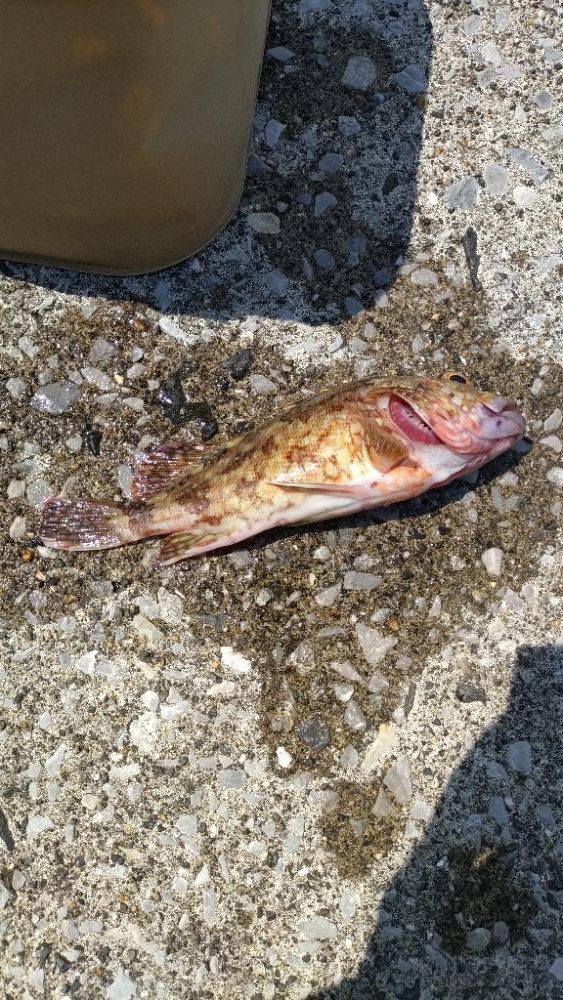 久しぶりの釣り