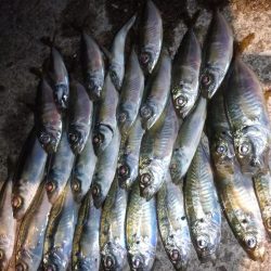 今夜も飽きずにアジング