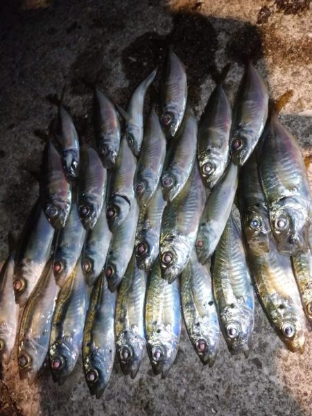 今夜も飽きずにアジング