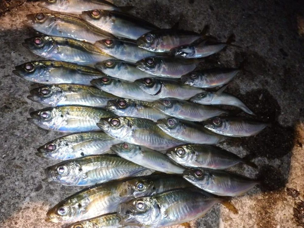 今夜も飽きずにアジング