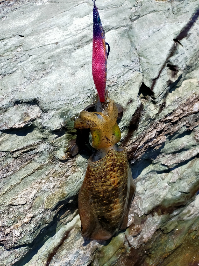 残暑之エギング