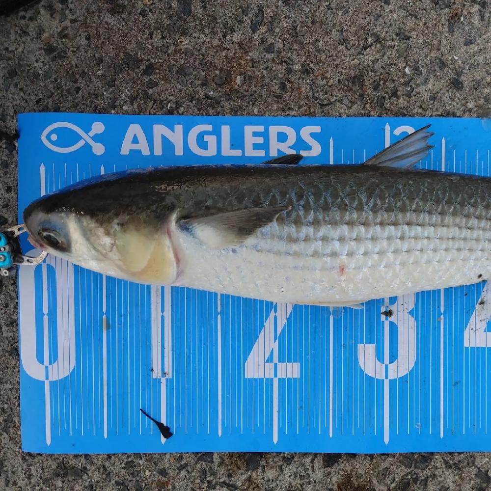 紀州釣りに挑戦(✿^‿^)