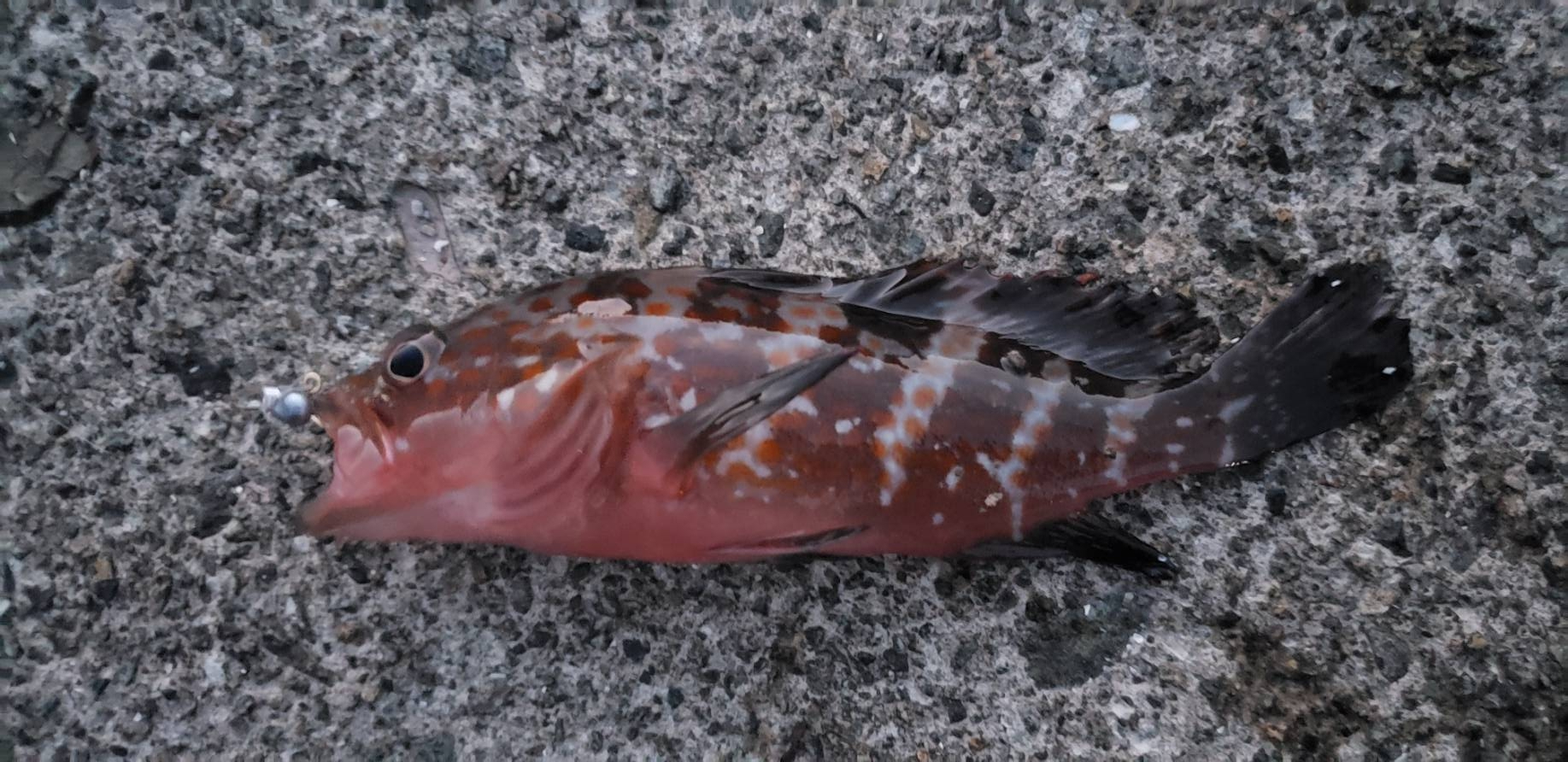 アジ探し@日本海