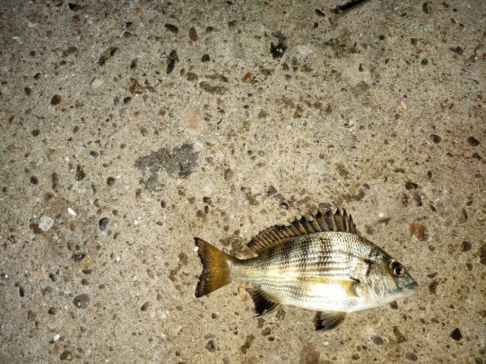 チビレ達の後に…