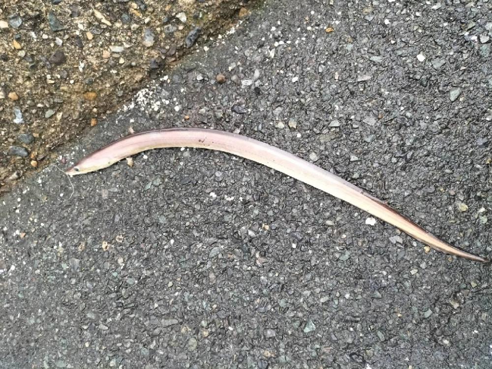 久しぶりのカマス