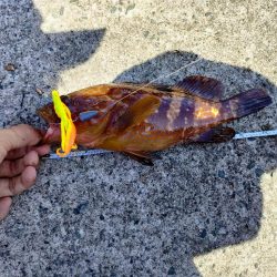 先日のリベンジ！