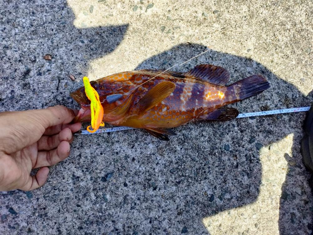 先日のリベンジ！