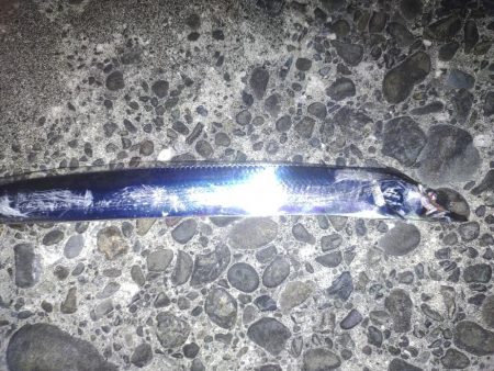 がしら、太刀魚