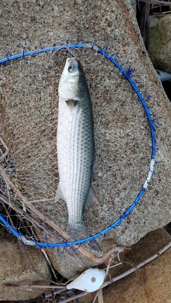 ソフトでもハードでも