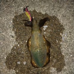 アオリエギング