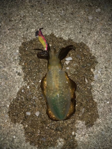 アオリエギング