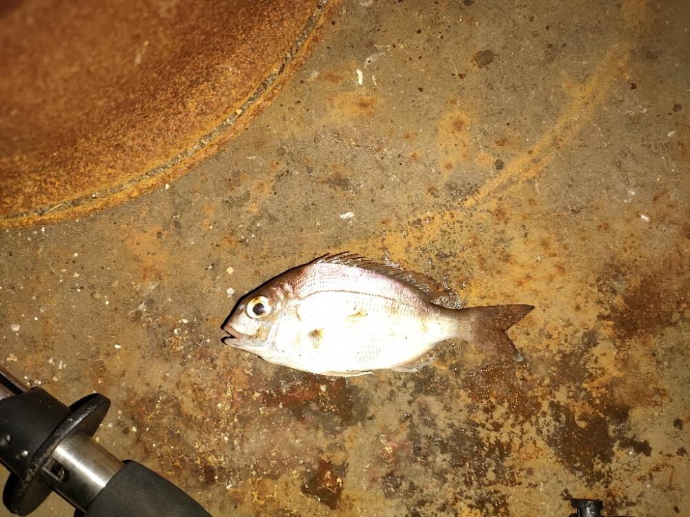 大潮での初魚種