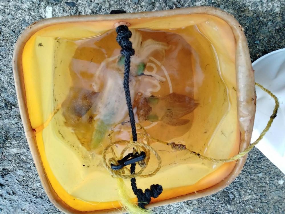 エギングin沖縄