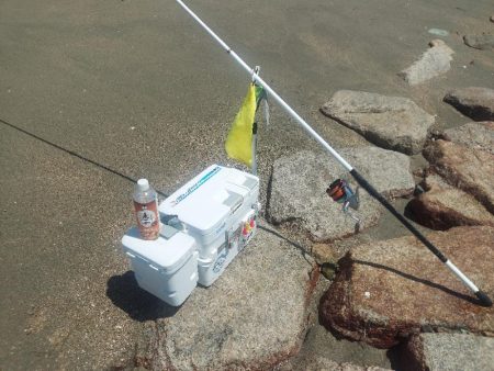 久しぶりのキス釣り