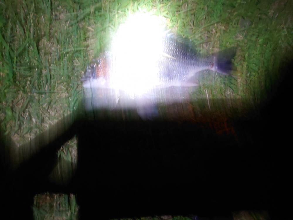 何とかチヌ2匹、シーバスはいつものバラシ（泣）