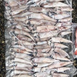 初！船にてジギングとイカメタル