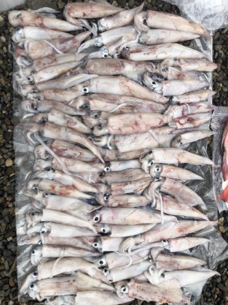 初！船にてジギングとイカメタル