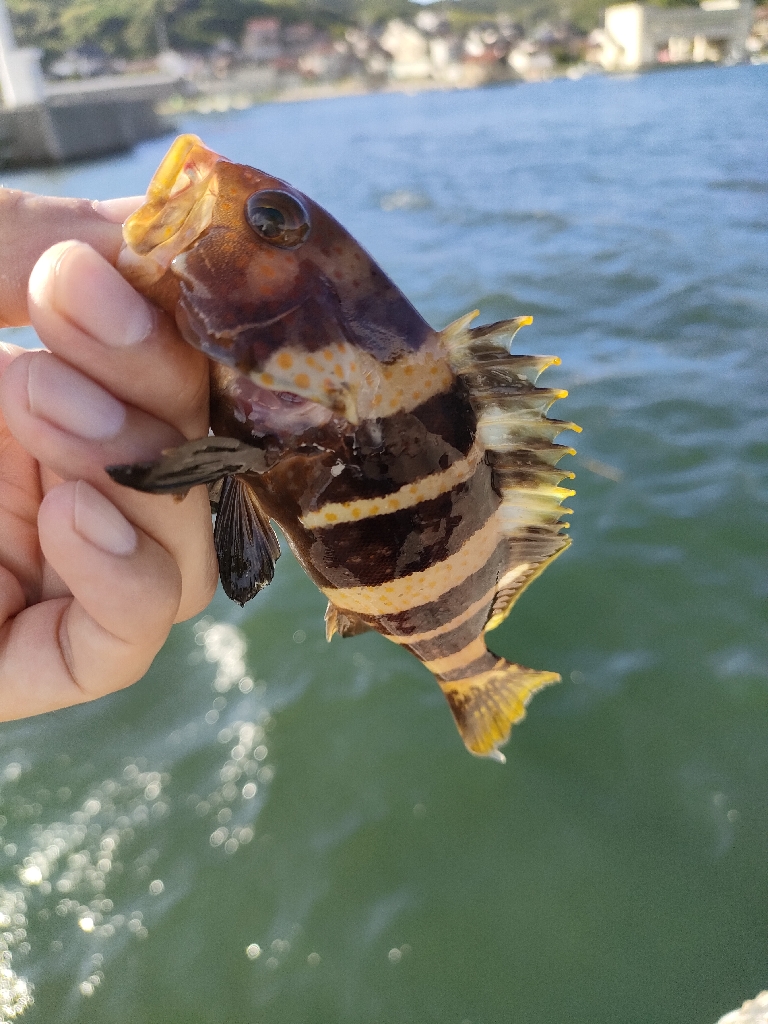 またも浜田港にて
