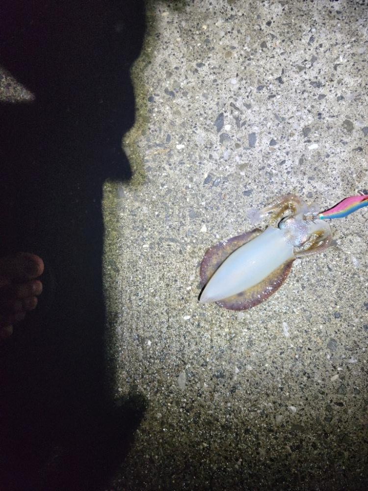 エギングからのSLJ