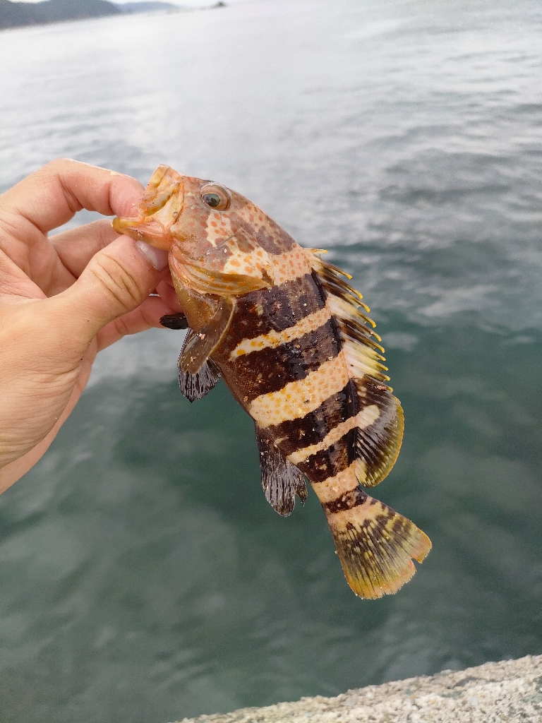 子供と堤防でロックフィッシング