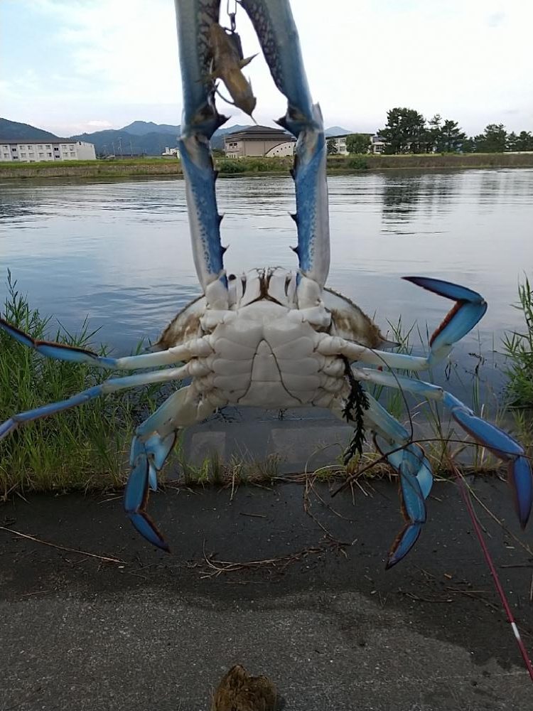ハゼ釣りの珍客