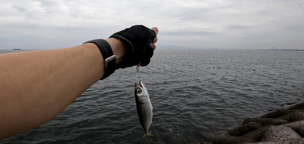 さば・サバ・鯖