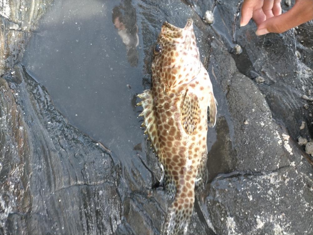 エギで魚が!?ゎ