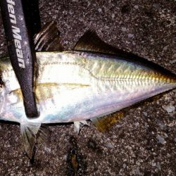 滑り込みアジング