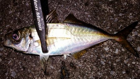 滑り込みアジング