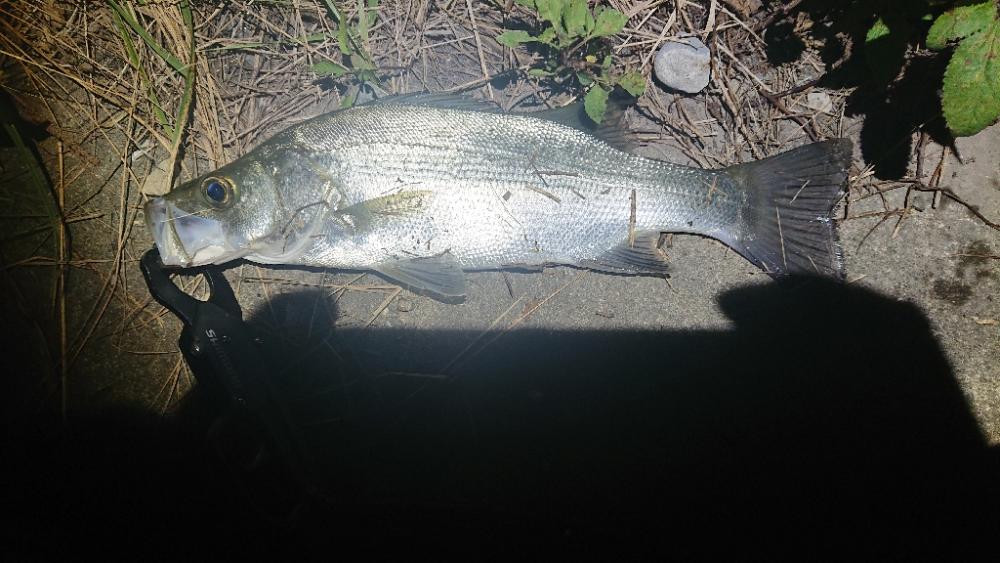 小さいけどたくさん釣れました！