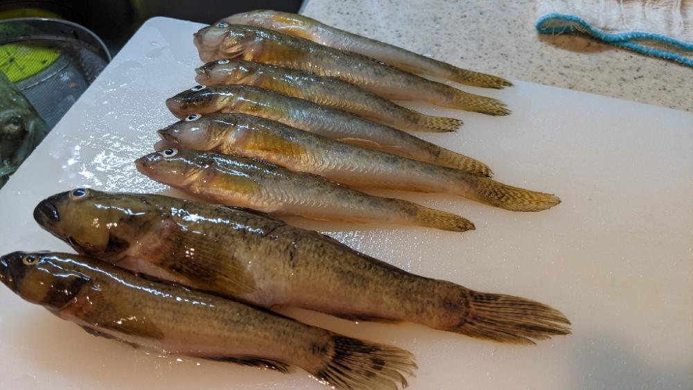 旧中川ハゼ 台風後