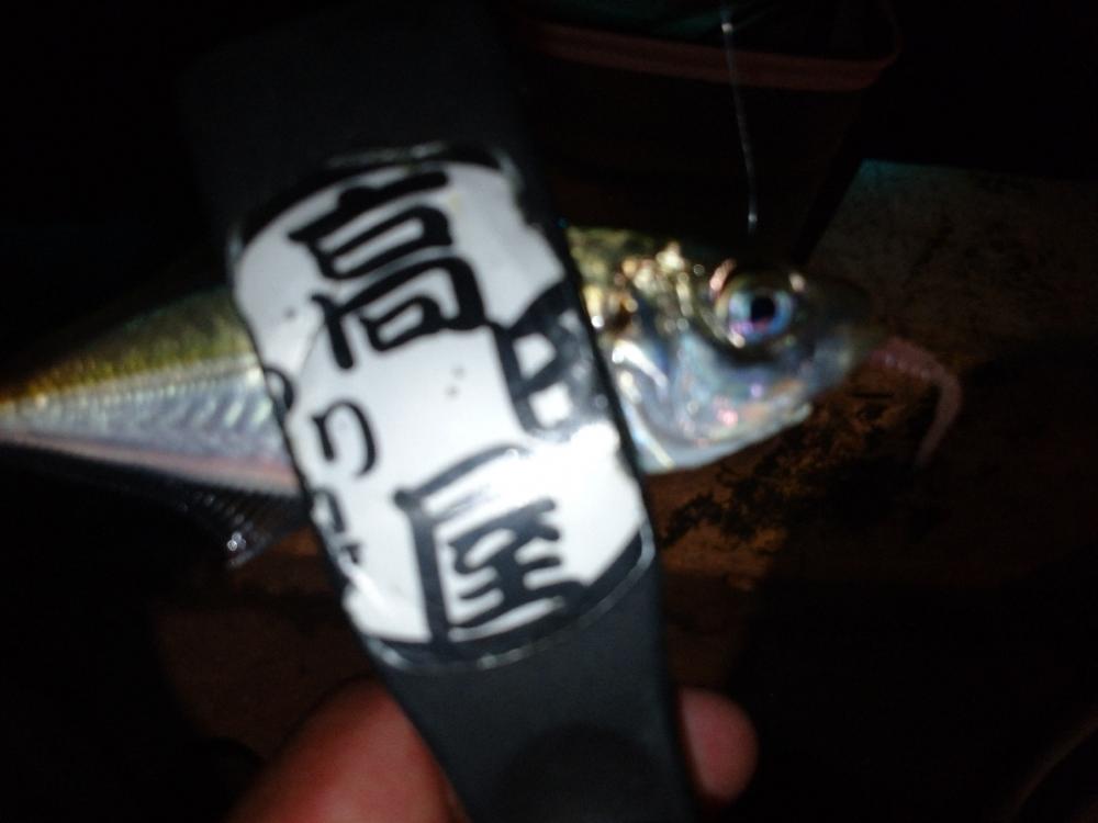 今夜も豆アジ修行