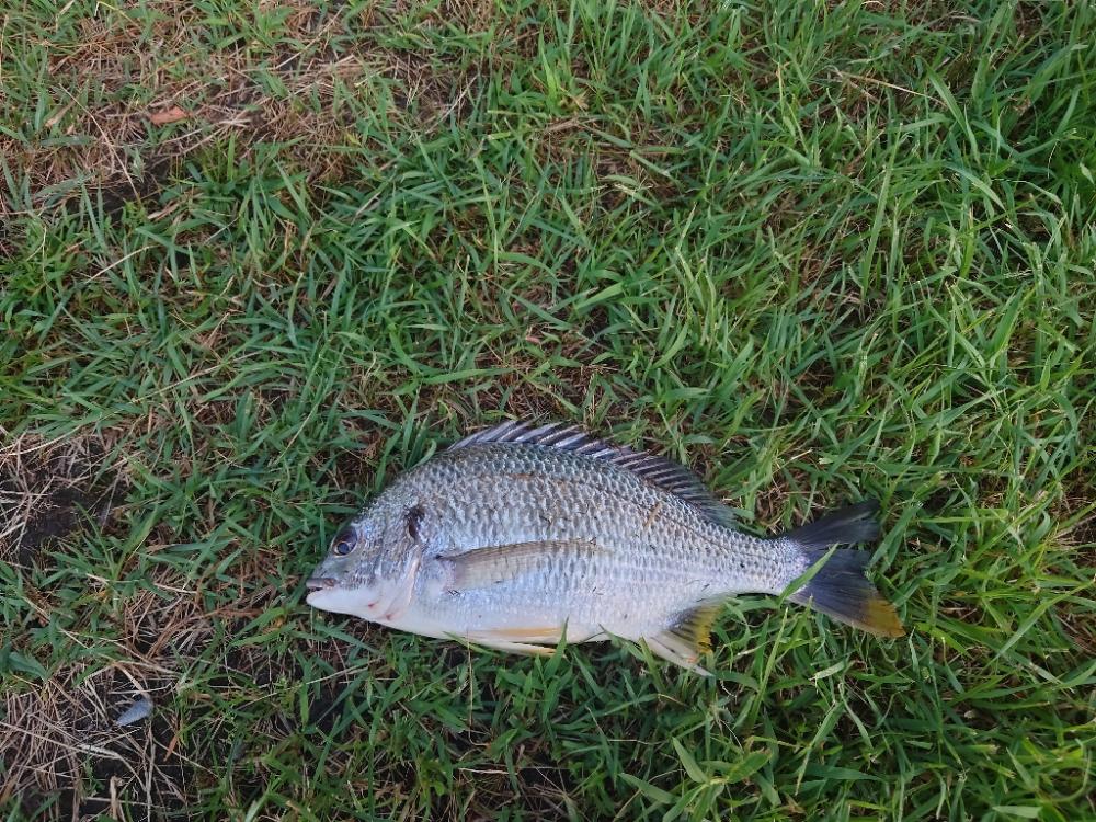 またまたチヌのみm(__)m