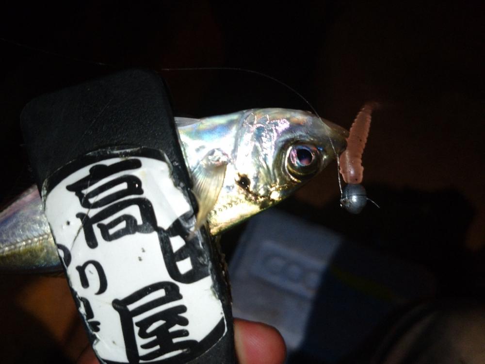 今夜も飽きずに豆アジング