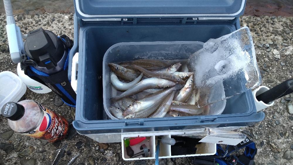 チョイ投げキス釣りぼちぼち釣れました