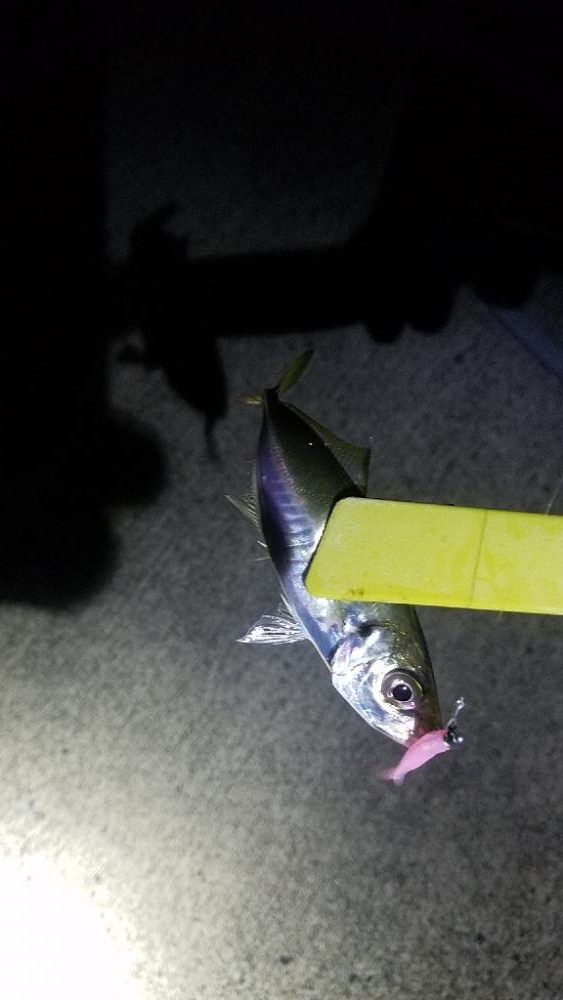 猫って怖い( TДT)