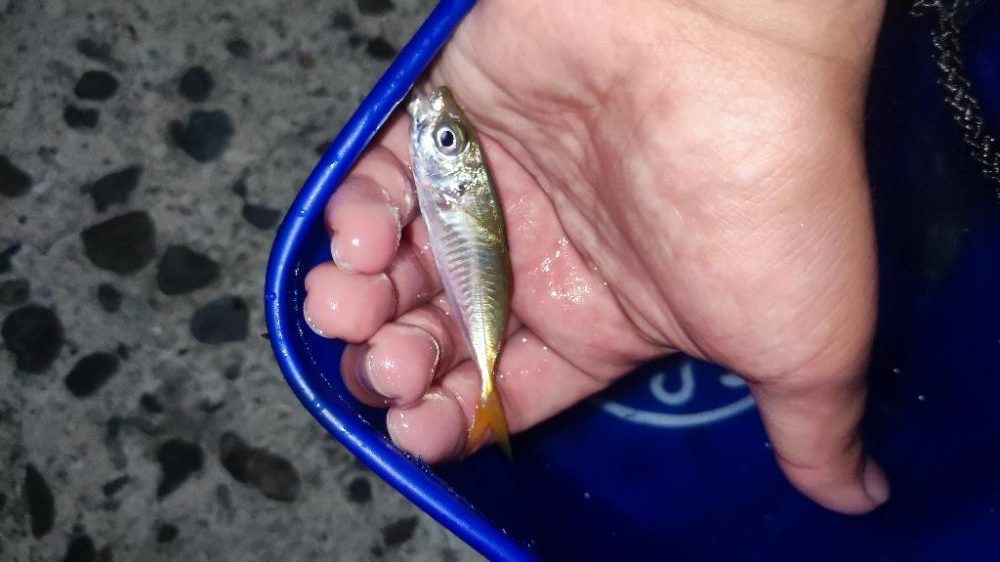 生月島でマイクロジギング等