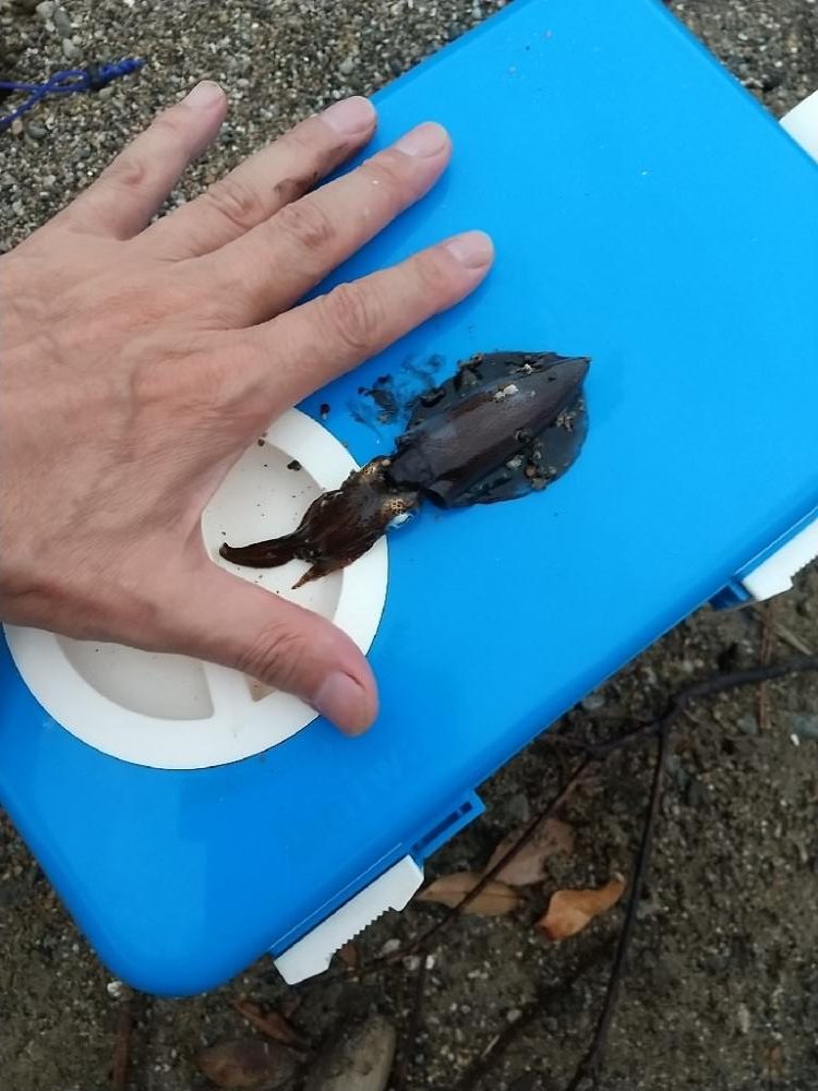 キス釣りの珍客