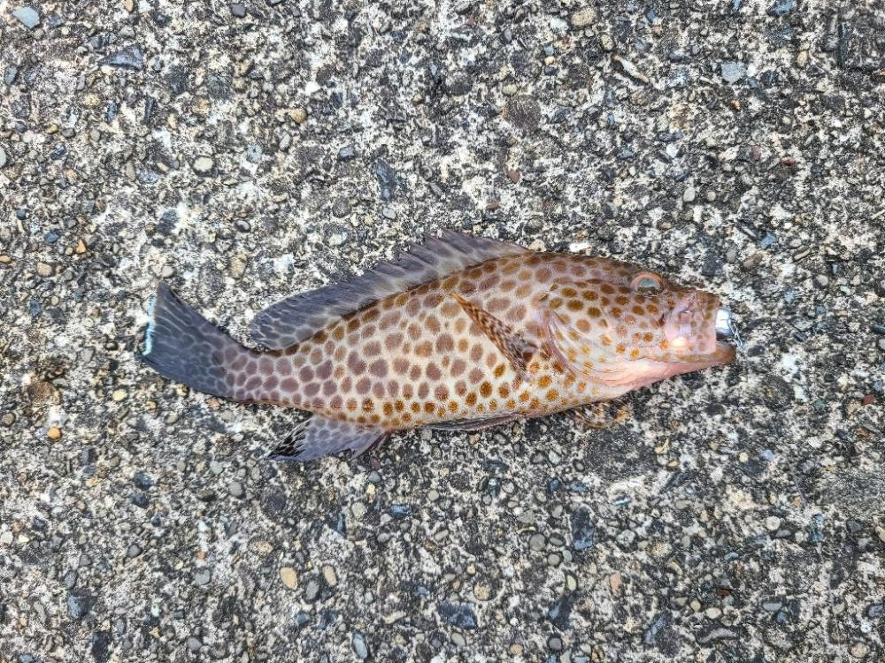 五目釣り達成！