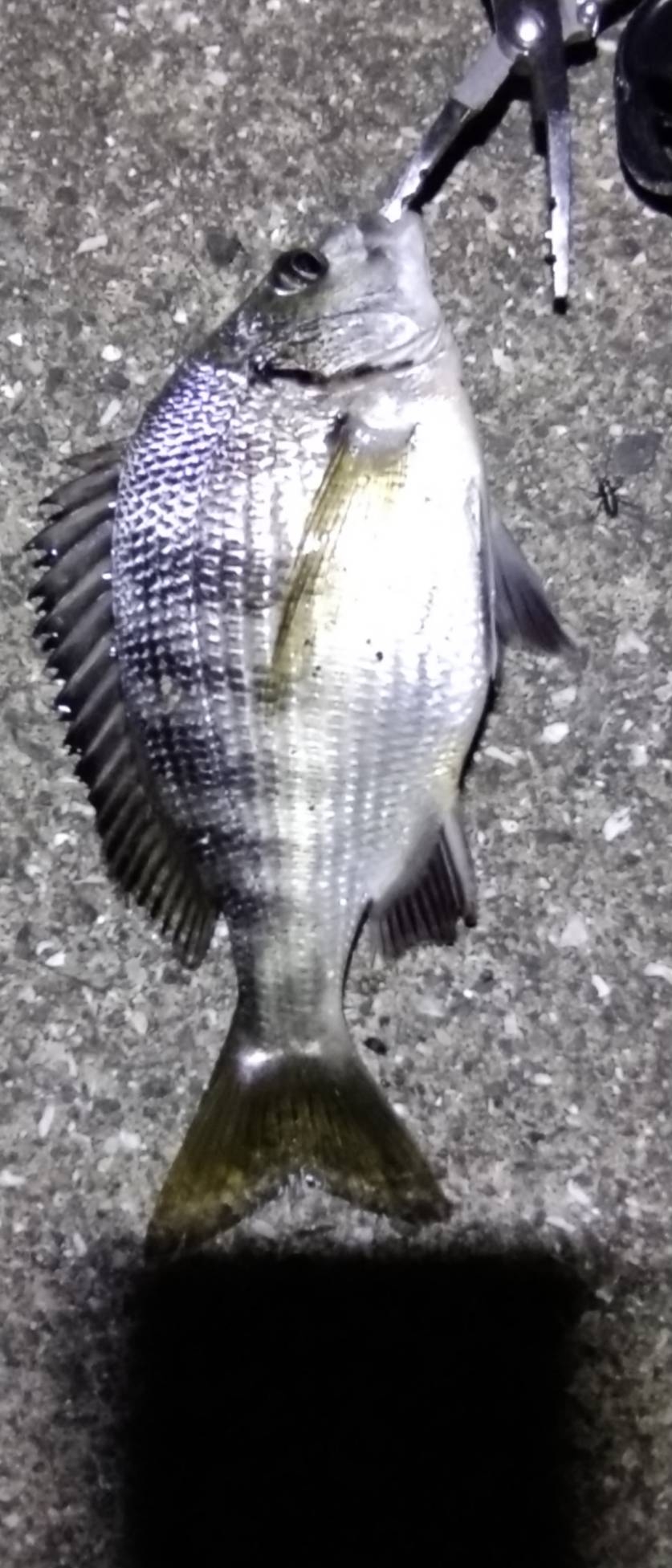 雨の日の釣果は渋い