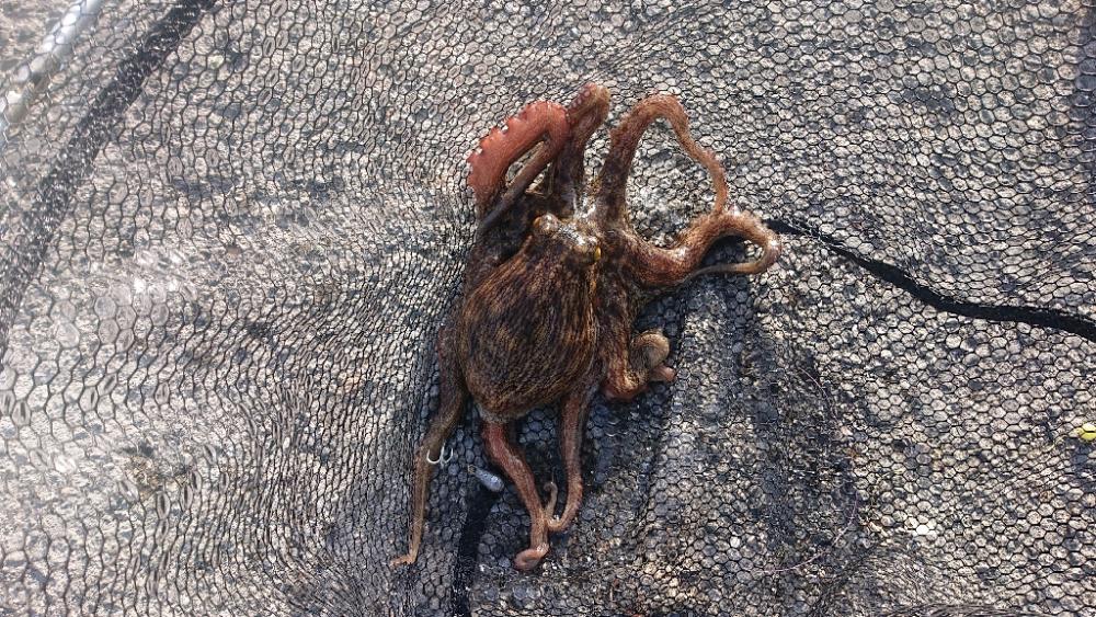 食品コンビナート・タコ