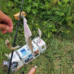 久々に敦賀でキス釣り