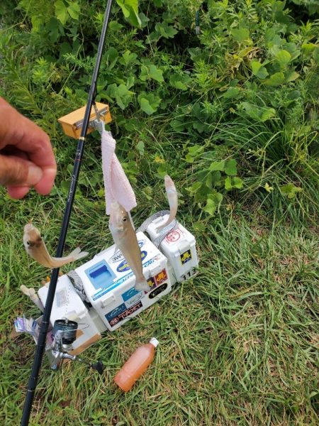 久々に敦賀でキス釣り