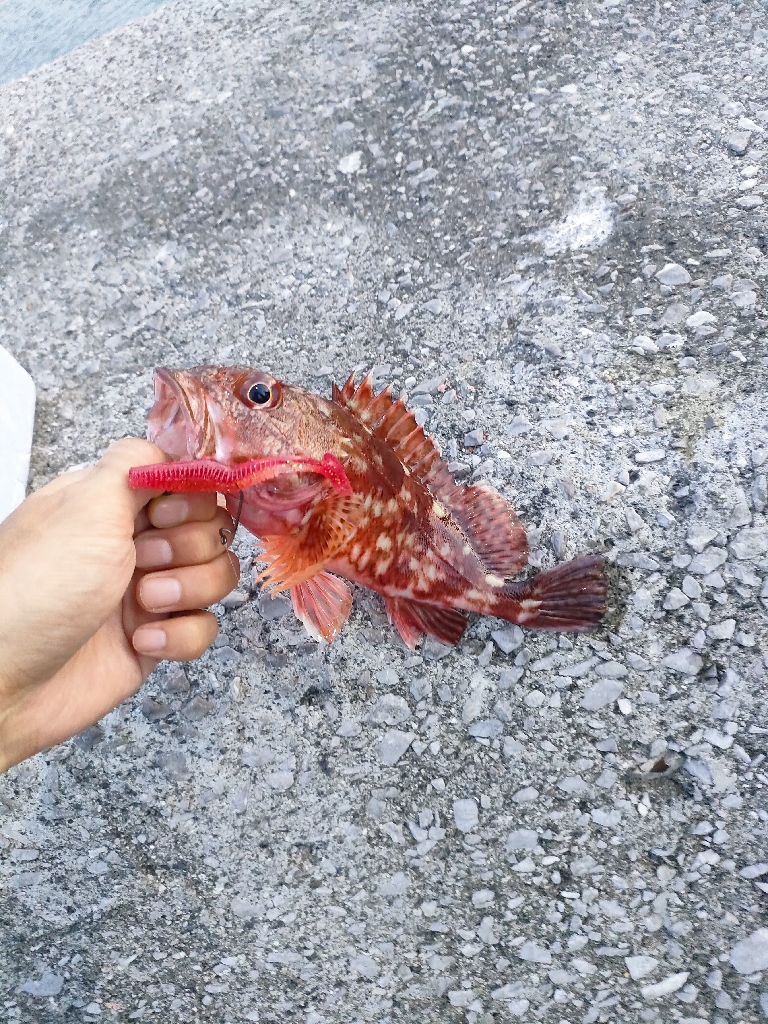 周防大島、片添港にて