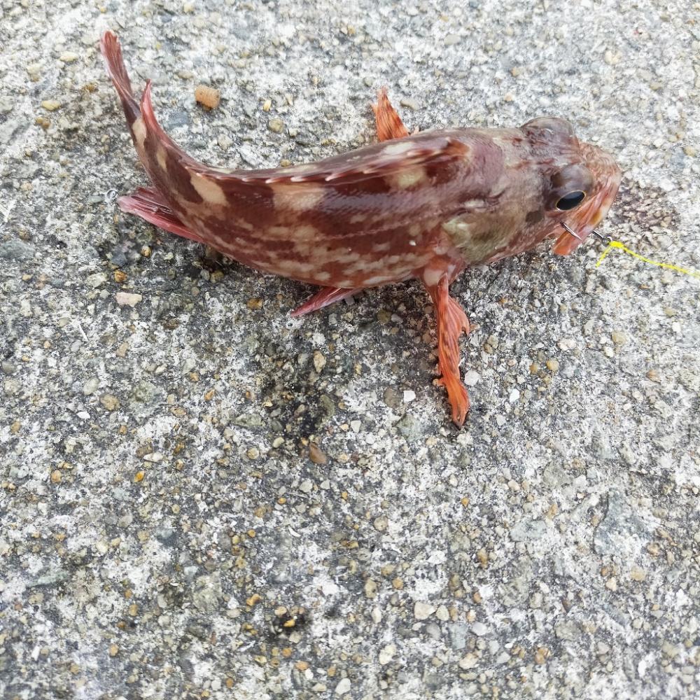 クロアナゴラッシュ有り、楽しい釣行